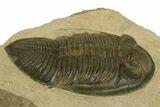 Rare Odontochile Trilobite - Morocco #382686-2